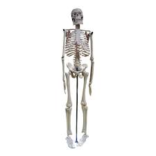 Small Human Skeleton 42cm China