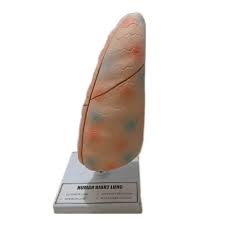 Human Lung Model for Education